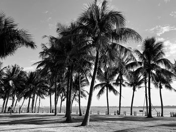 Palm trees on beach against sky