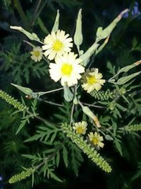 Close-up of yellow flowers blooming outdoors