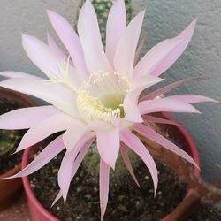 Close-up of pink flower