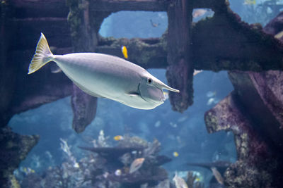 Close-up of fish swimming in aquarium