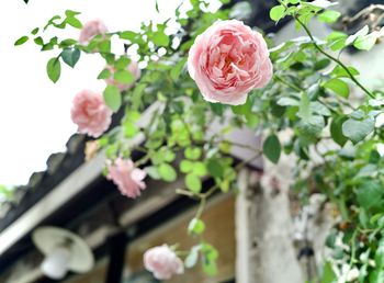 Close-up of pink rose