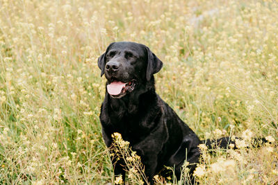 Happy black labrador dog outdoors in nature in yellow flowers meadow. sunny spring