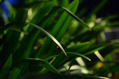 Close-up of bamboo plant on field