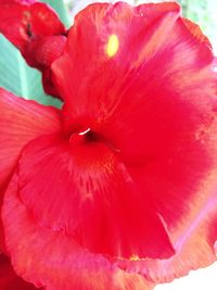 Close-up of red hibiscus blooming outdoors