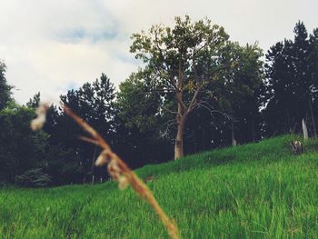 Scenic view of grassy field against sky