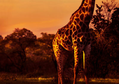 Low angle view of giraffe against sky during sunset