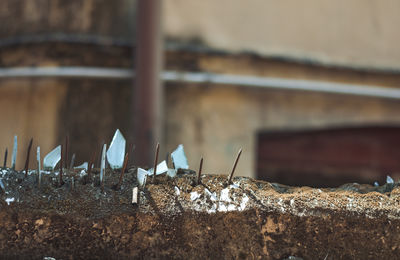 Broken glass and rusty nails on wall