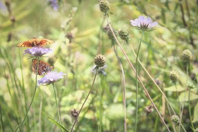 Close-up of flowers in field