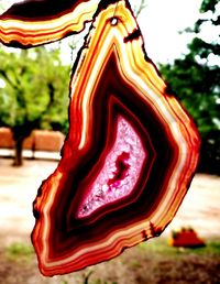 Close-up of red tree