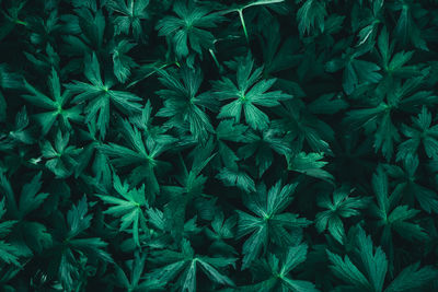 High angle view of plants