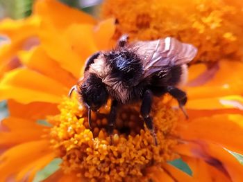 Close-up of bee pollinating on orange flower