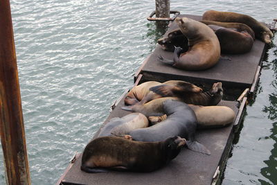 High angle view of lion resting in water