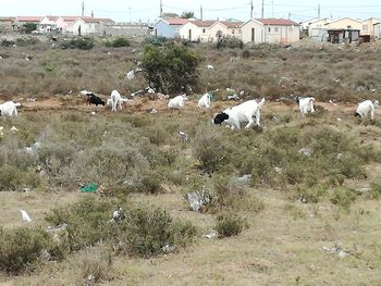 Flock of sheep on grass