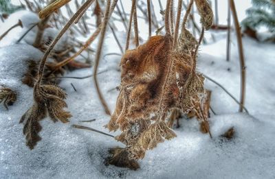 Close-up of snow