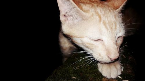 Close-up of a cat over black background