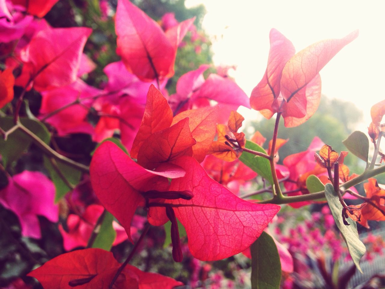 flower, freshness, growth, fragility, beauty in nature, petal, leaf, focus on foreground, nature, close-up, pink color, plant, red, blooming, season, flower head, day, park - man made space, in bloom, outdoors