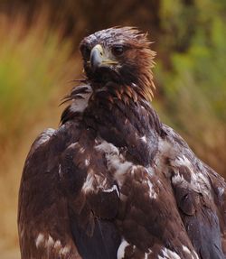 Close-up of eagle against blurred background