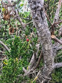 Close-up of tree trunk in forest
