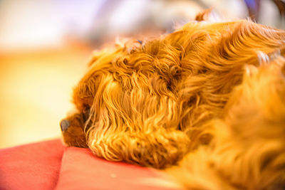 Close-up of dog sleeping