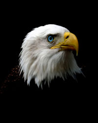 Close-up of bald eagle against black background