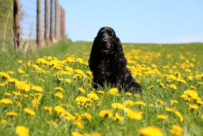 Close-up of a dog on field