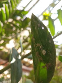 Close-up of fresh green plant against sky