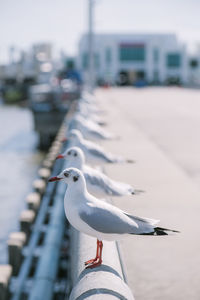 Seagulls perching in row on railing