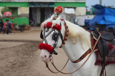 Close-up of a horse