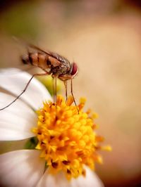 Close-up of insect on yellow flower