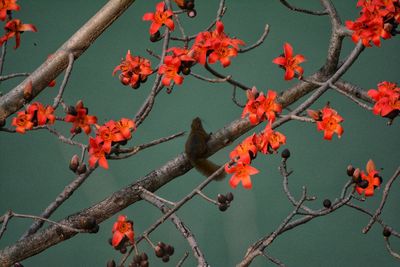 Low angle view of fruits on tree