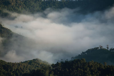 Scenic view of trees against sky