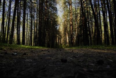 Trees in forest