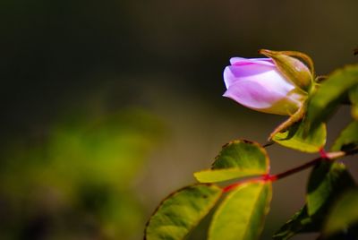 Close-up of pink flowering plant