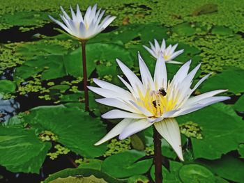 Close-up of white water lily