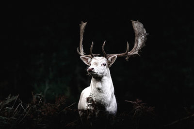 Portrait of deer