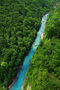 High angle view of river amidst plants in forest