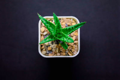 High angle view of salad in bowl against black background