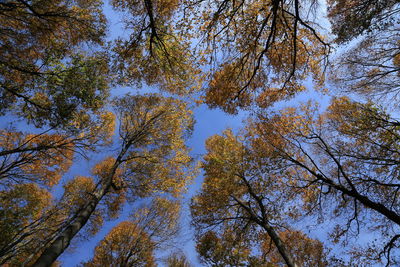 Low angle view of trees against sky