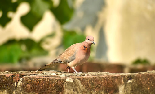 Close-up of bird perching on rock