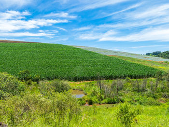 Scenic view of agricultural field against sky