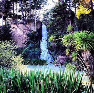 Trees growing in water