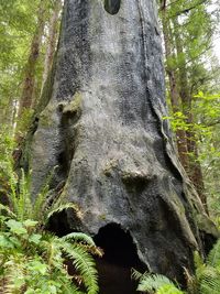 Low angle view of trees in forest