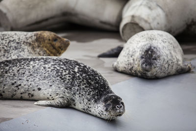 Grey seal  at asashiyama zoo japan