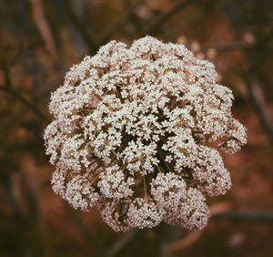 Close-up of white flowering plant