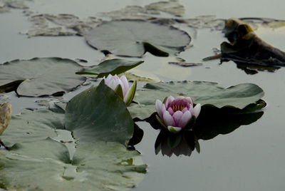 Twilight water lilies