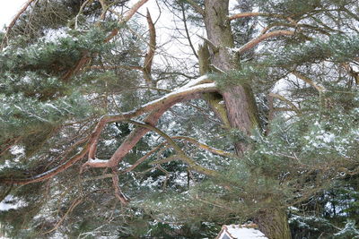 Low angle view of bare trees in forest