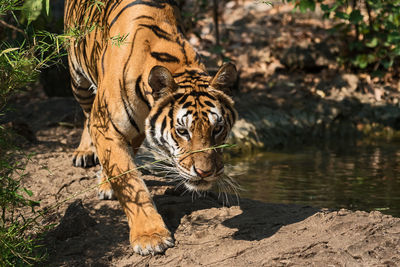 View of a tiger in a zoo