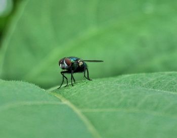 Close-up of insect