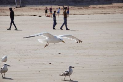 Seagulls on beach