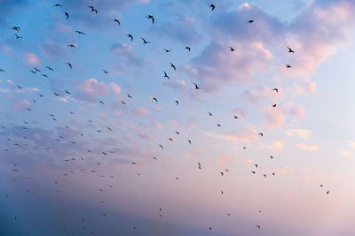 Low angle view of silhouette birds flying against sky